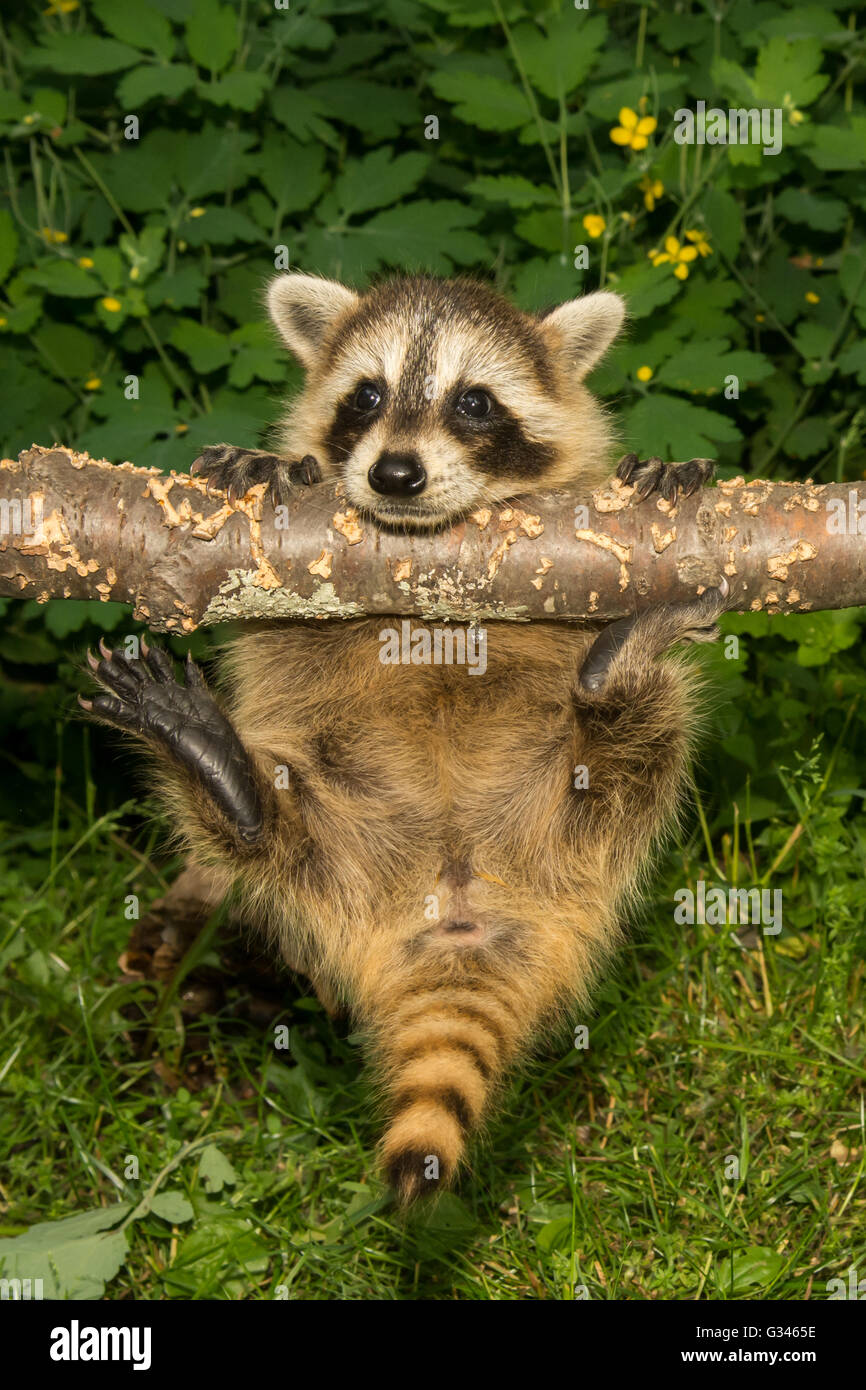 A baby raccoon climbing in the garden Stock Photo Alamy