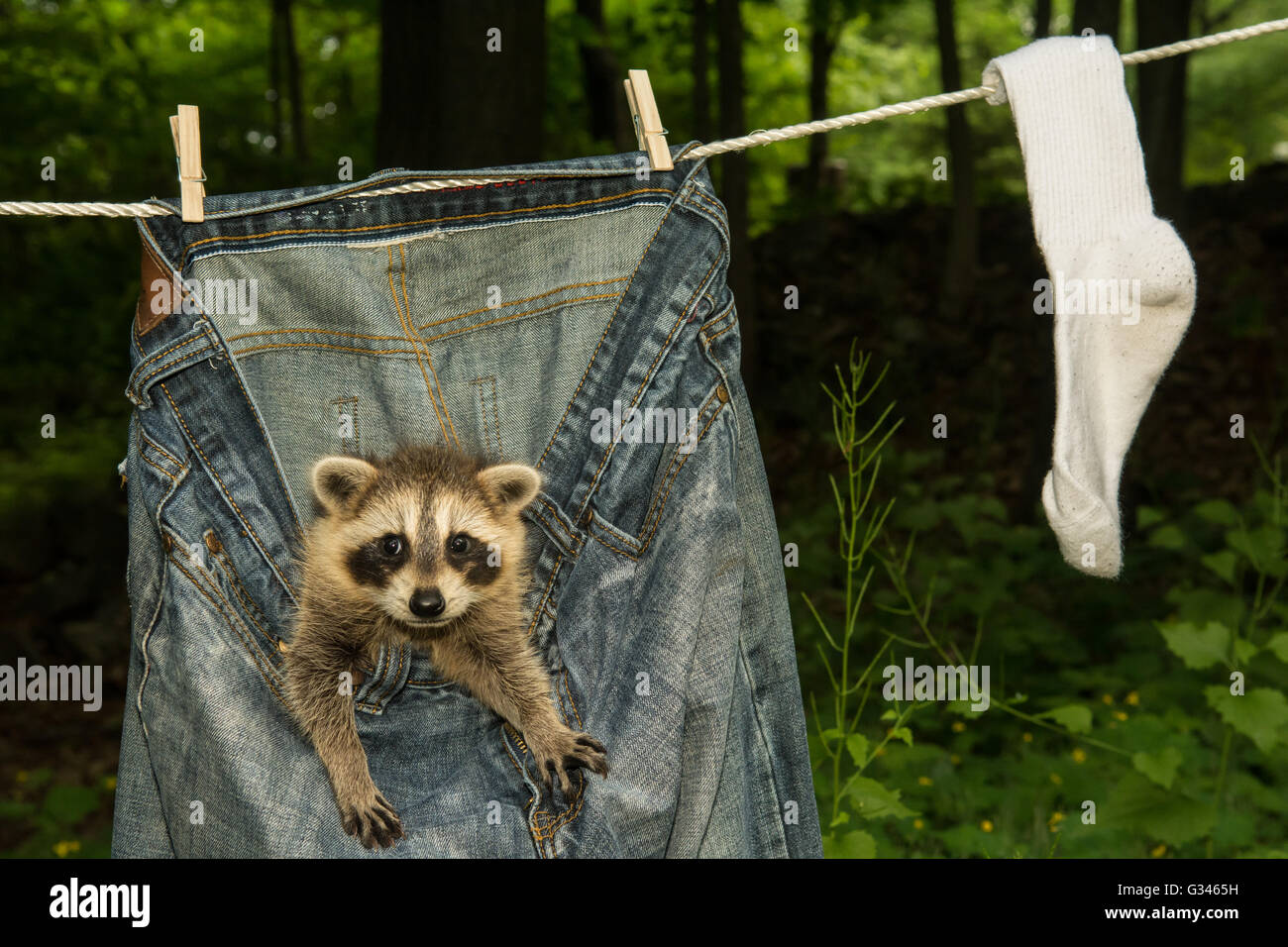 Raccoon baby clothes 2025