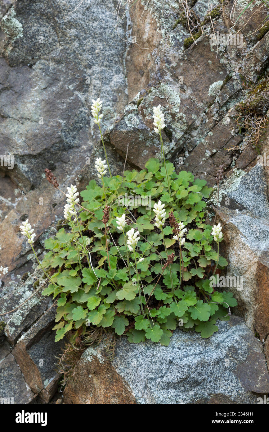 Roundleaf alumroot in the Imnaha River Canyon, Oregon. Stock Photo