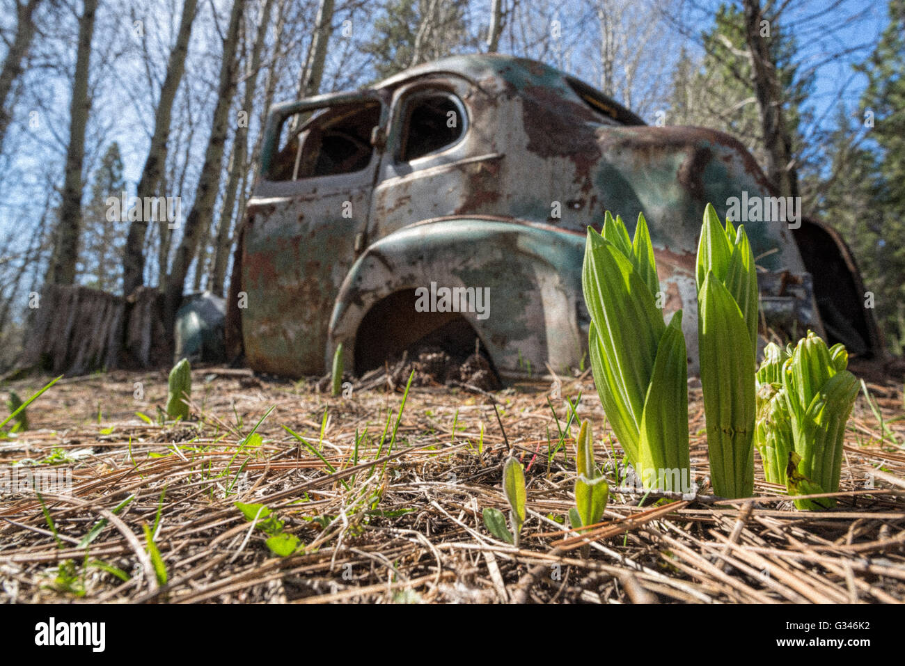 Abandoned car in forest hi-res stock photography and images - Alamy