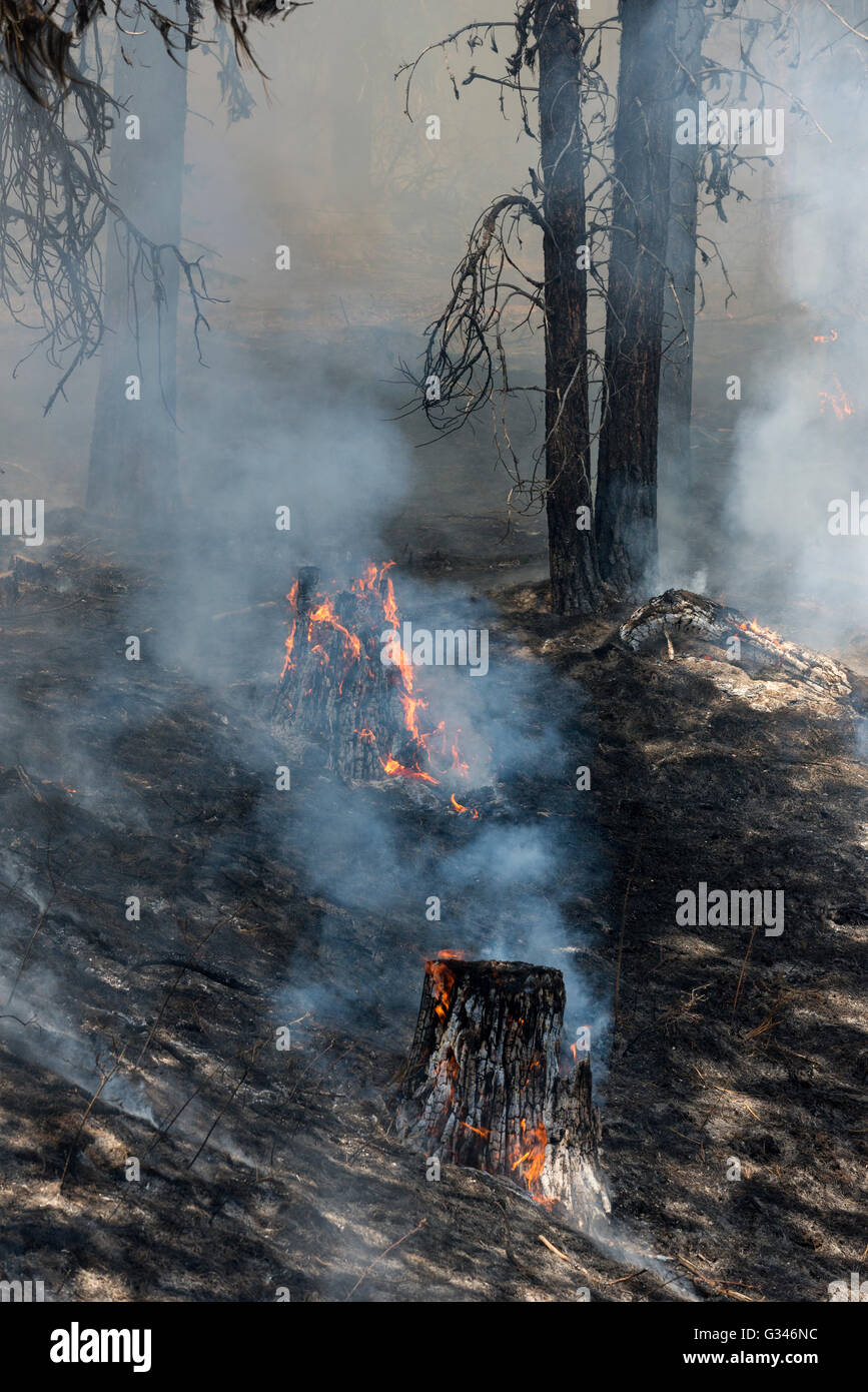 Controlled burn in Oregon's Ochoco Mountains Stock Photo Alamy