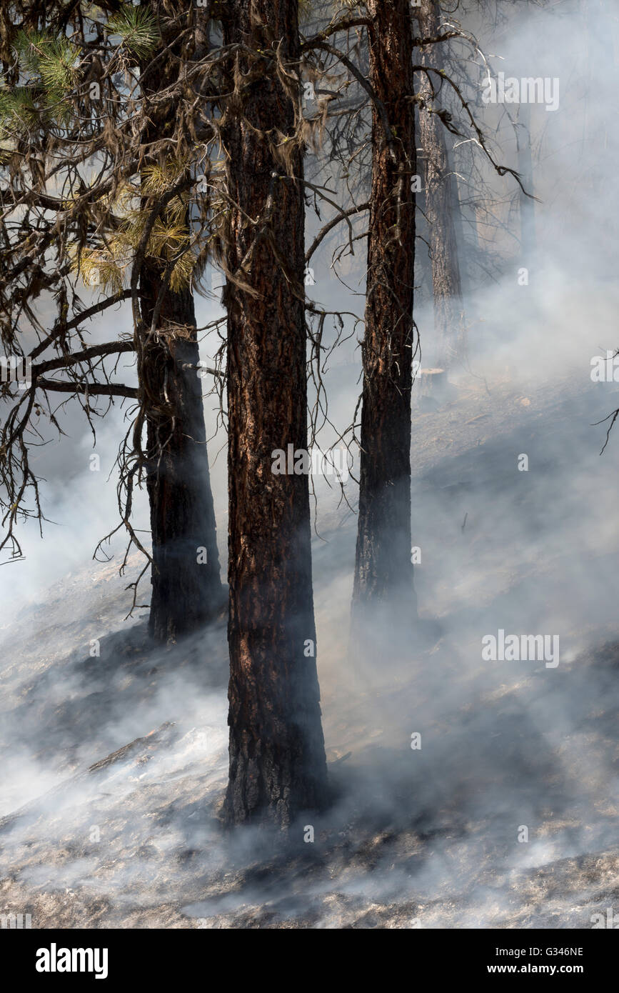 Controlled burn in Oregon's Ochoco Mountains Stock Photo Alamy