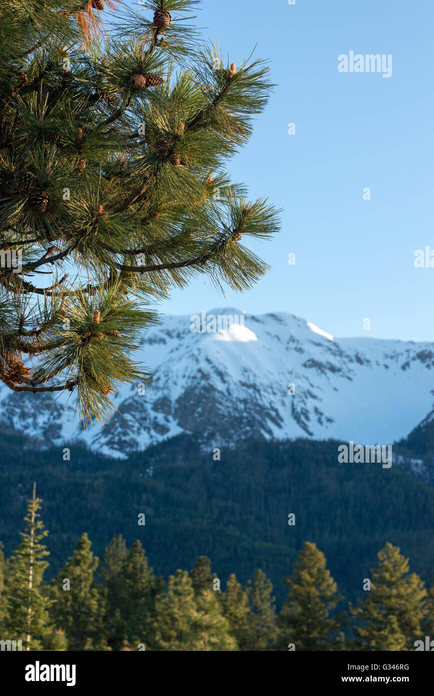 Ponderosa pine and Wallowa Mountains in Northeast Oregon. Stock Photo