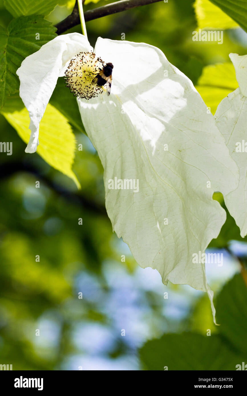 Bee resting on the flower head of a handkerchief tree (Davidia involucrata) Stock Photo