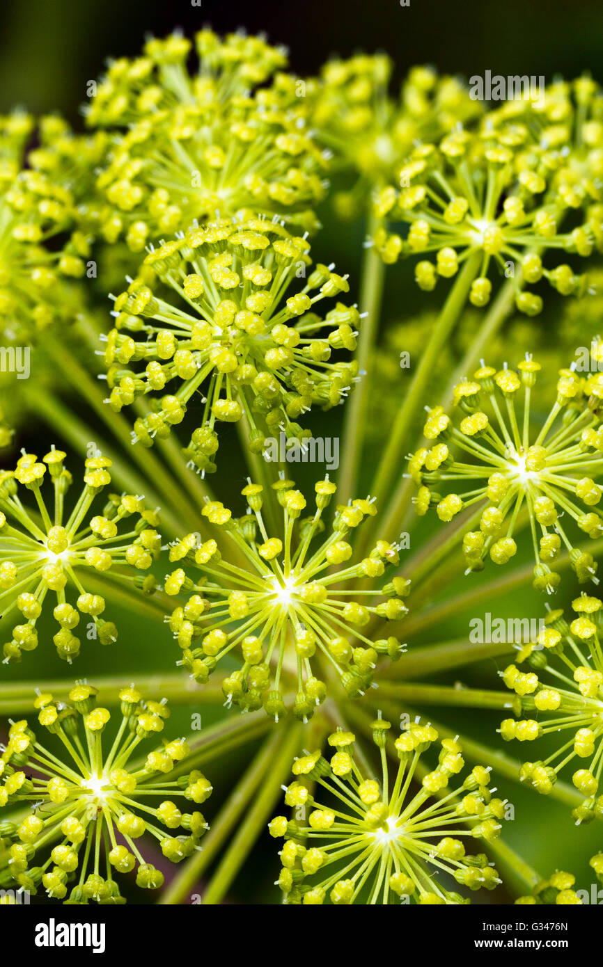 Close-up of Angelica archangelica flower head Stock Photo