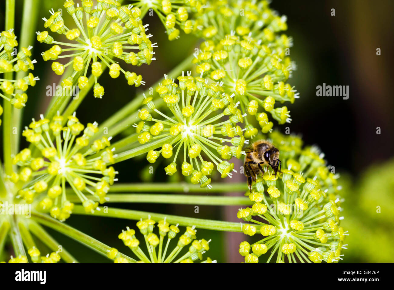 Close-up of Angelica archangelica flower head with bee Stock Photo