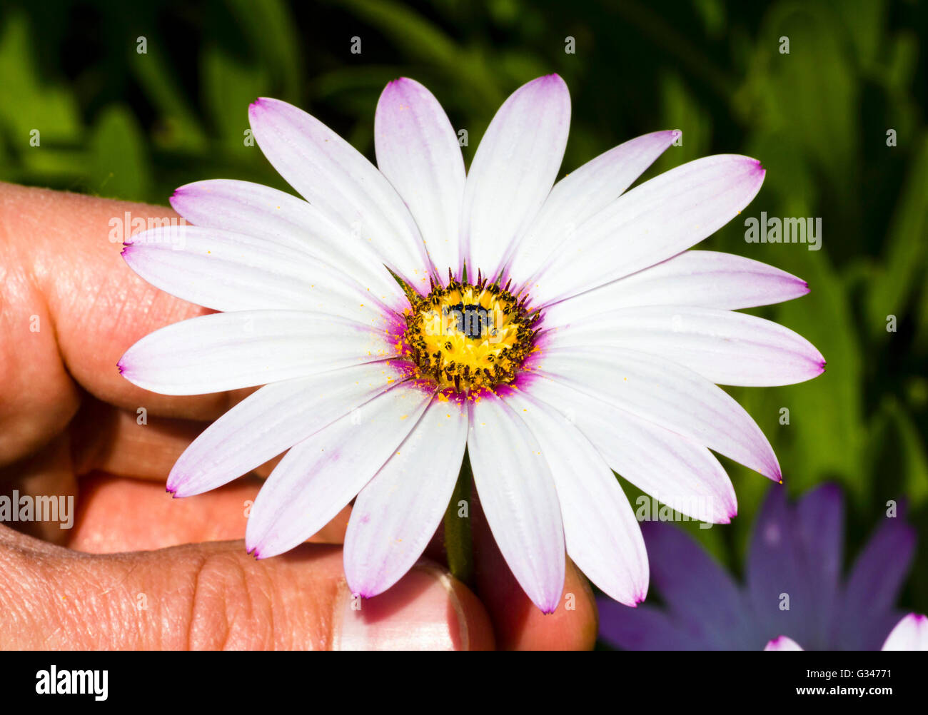 Osteospermum jucundum flower Stock Photo