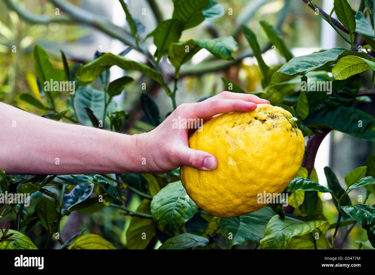 Citron tree hi-res stock photography and images - Alamy