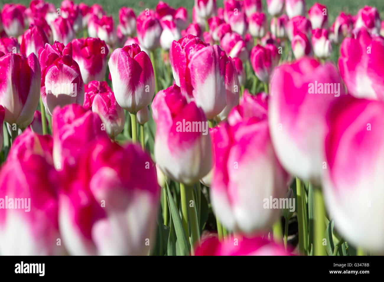 Flowers from holland hires stock photography and images Alamy