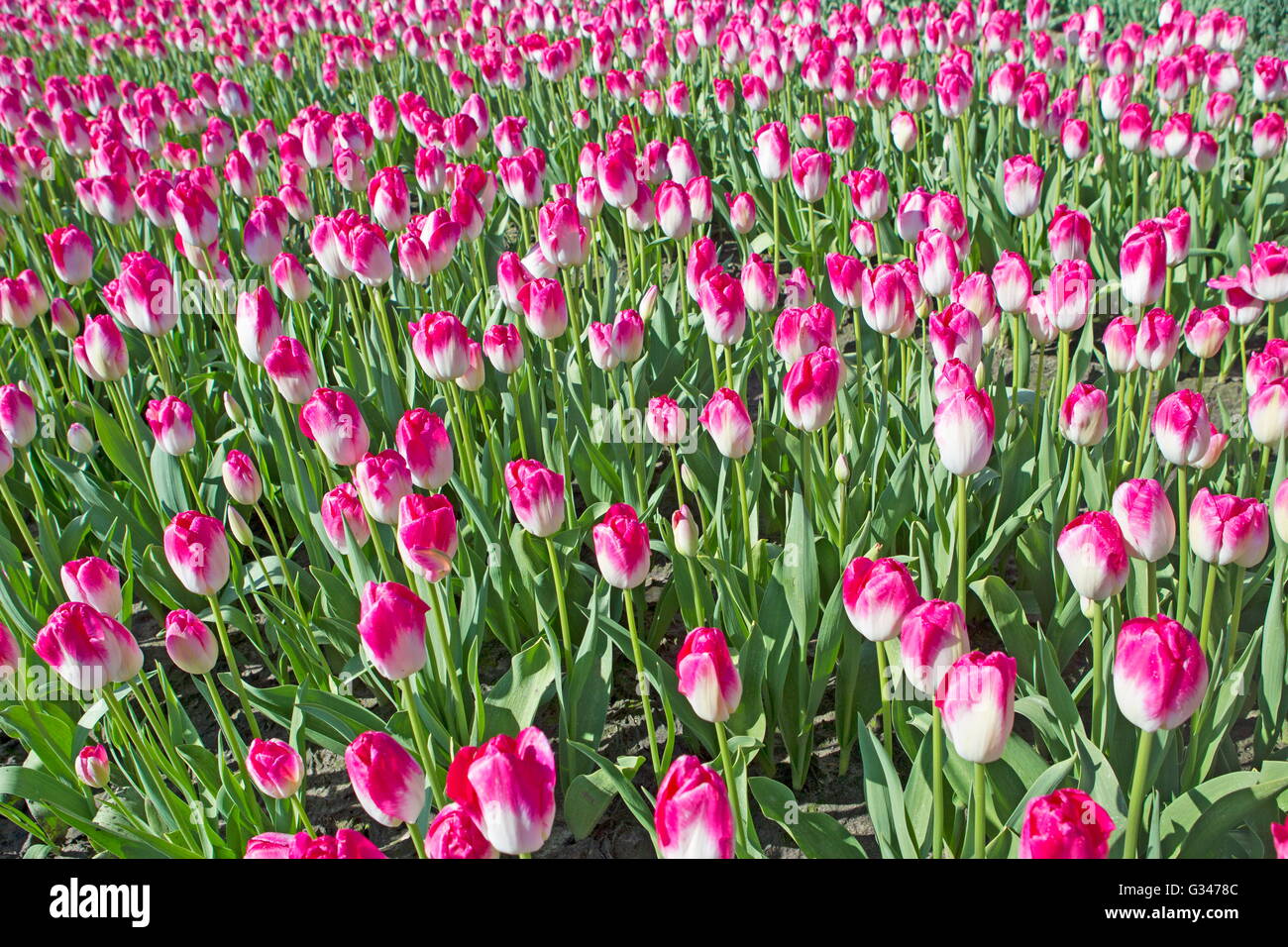 Tulips from Holland Stock Photo - Alamy