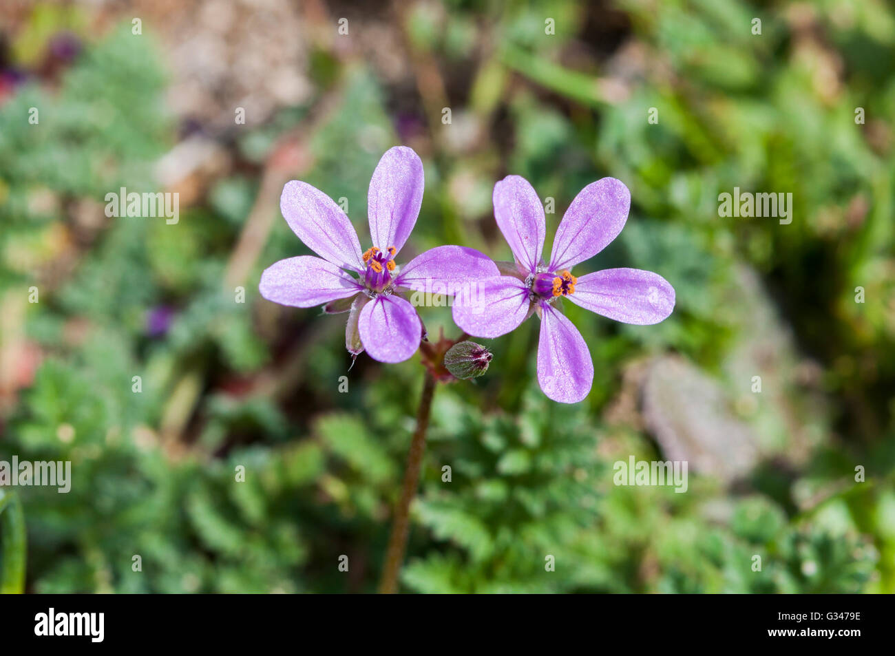 Flowers of Redstem filaree, Erodium Cicutarium. Photo taken in San
