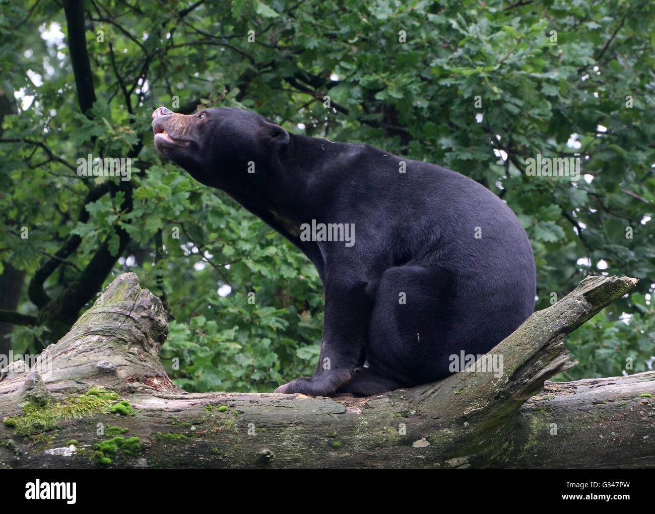Annoyed Southeast Asian Sun bear or Honey Bear (Helarctos malayanus) Stock Photo