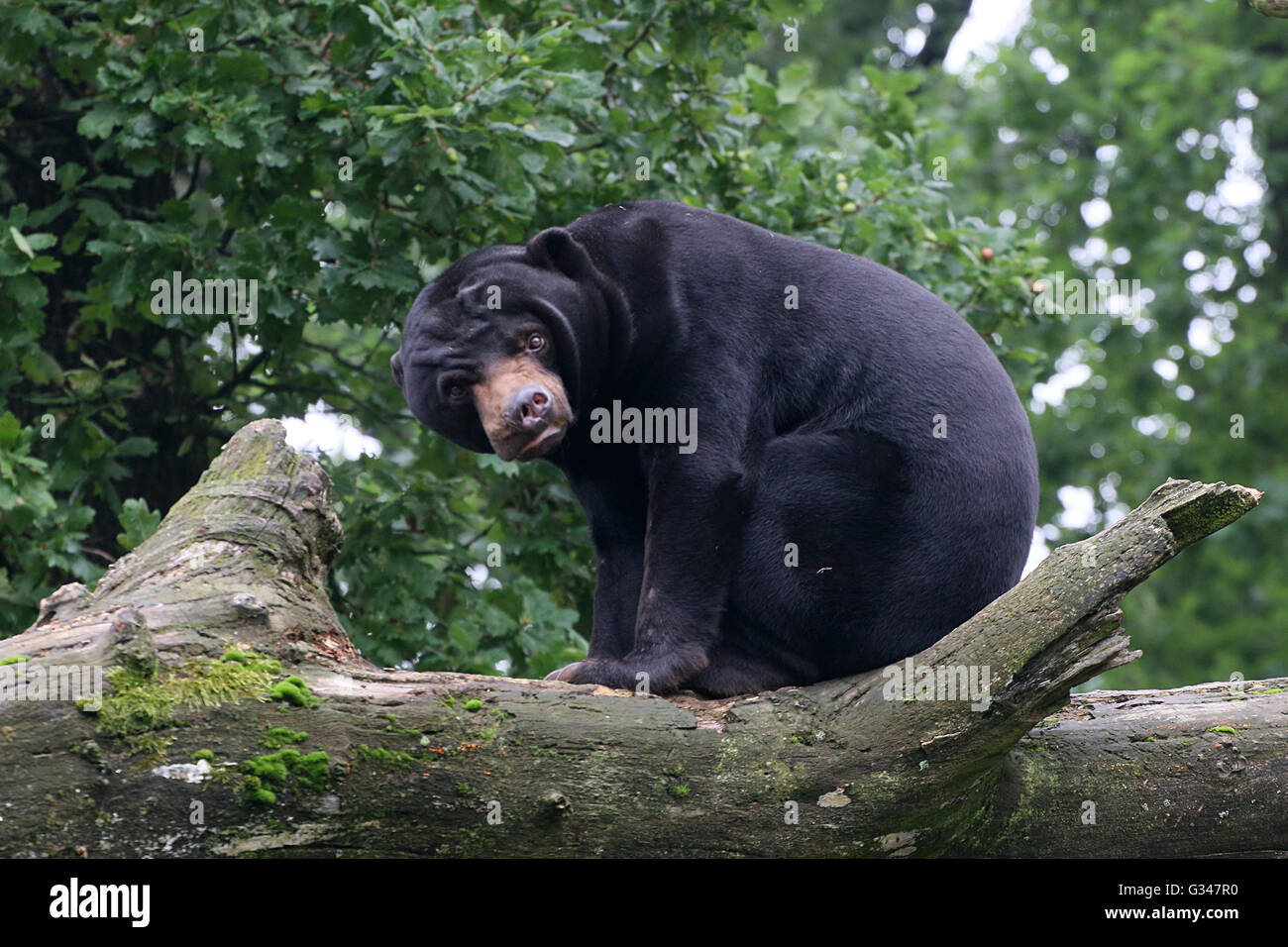 Southeast Asian Sun bear or Honey Bear (Helarctos malayanus)  in a tree, looking at  the camera Stock Photo