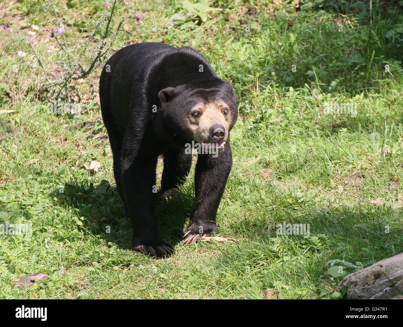 Southeast Asian Sun bear or Honey Bear (Helarctos malayanus) walking towards the camera Stock Photo
