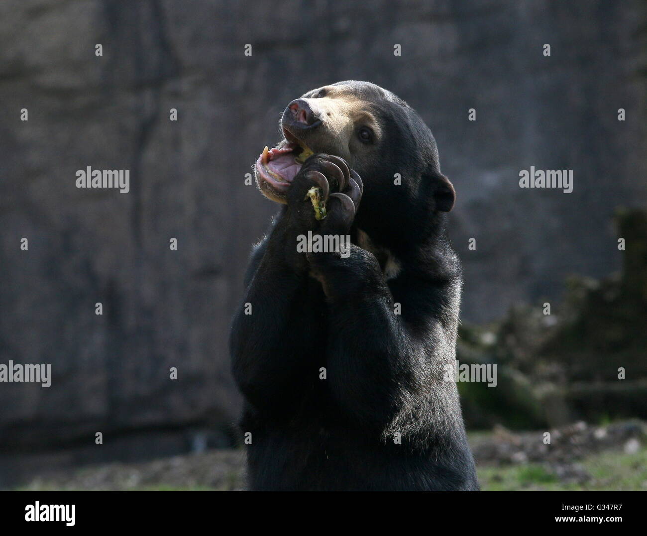 Southeast Asian Sun bear or Honey Bear (Helarctos malayanus) standing