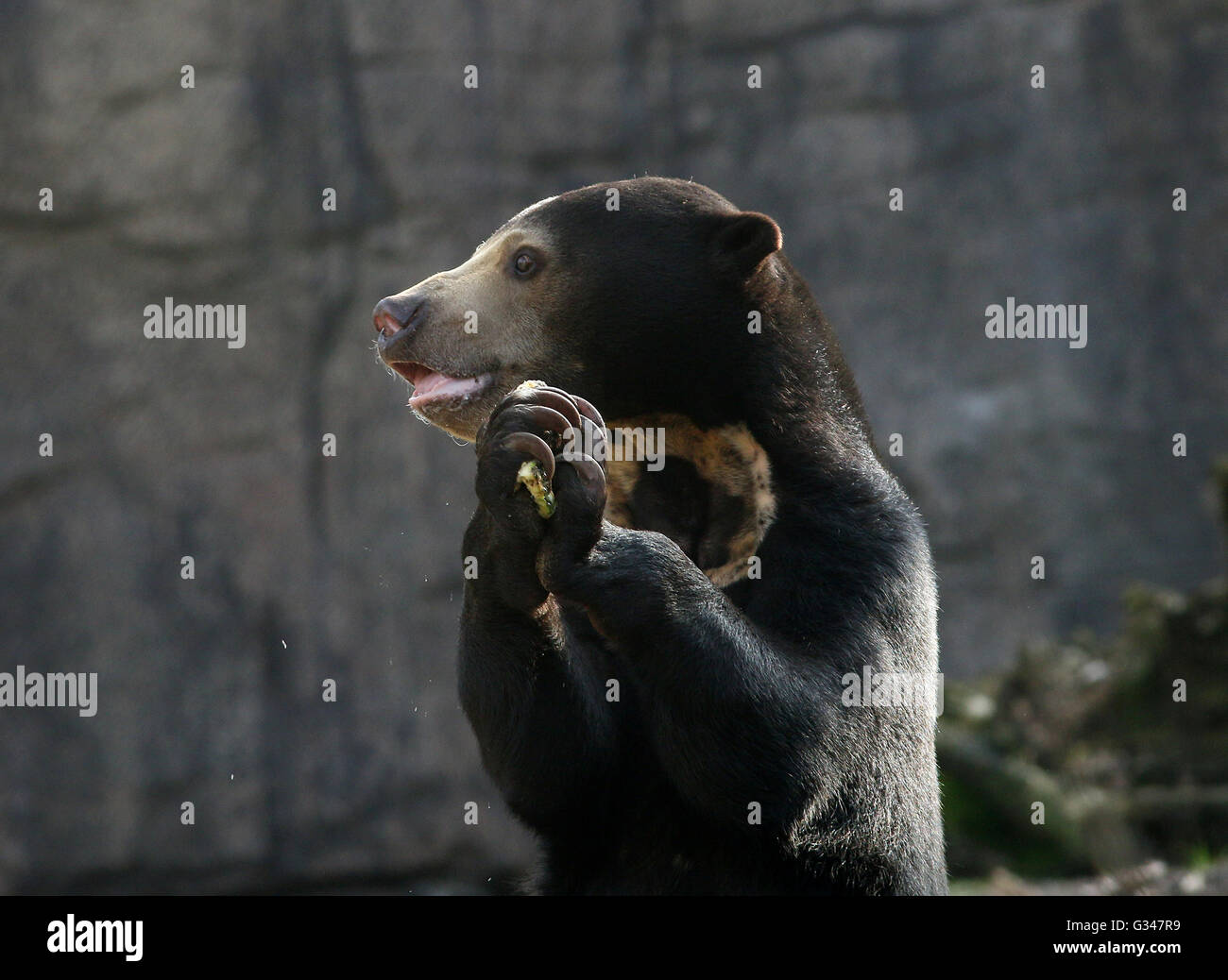Southeast Asian Sun bear or Honey Bear (Helarctos malayanus) eating