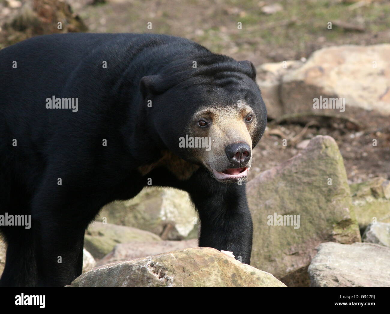 Southeast Asian Sun bear or Honey Bear (Helarctos malayanus Stock Photo