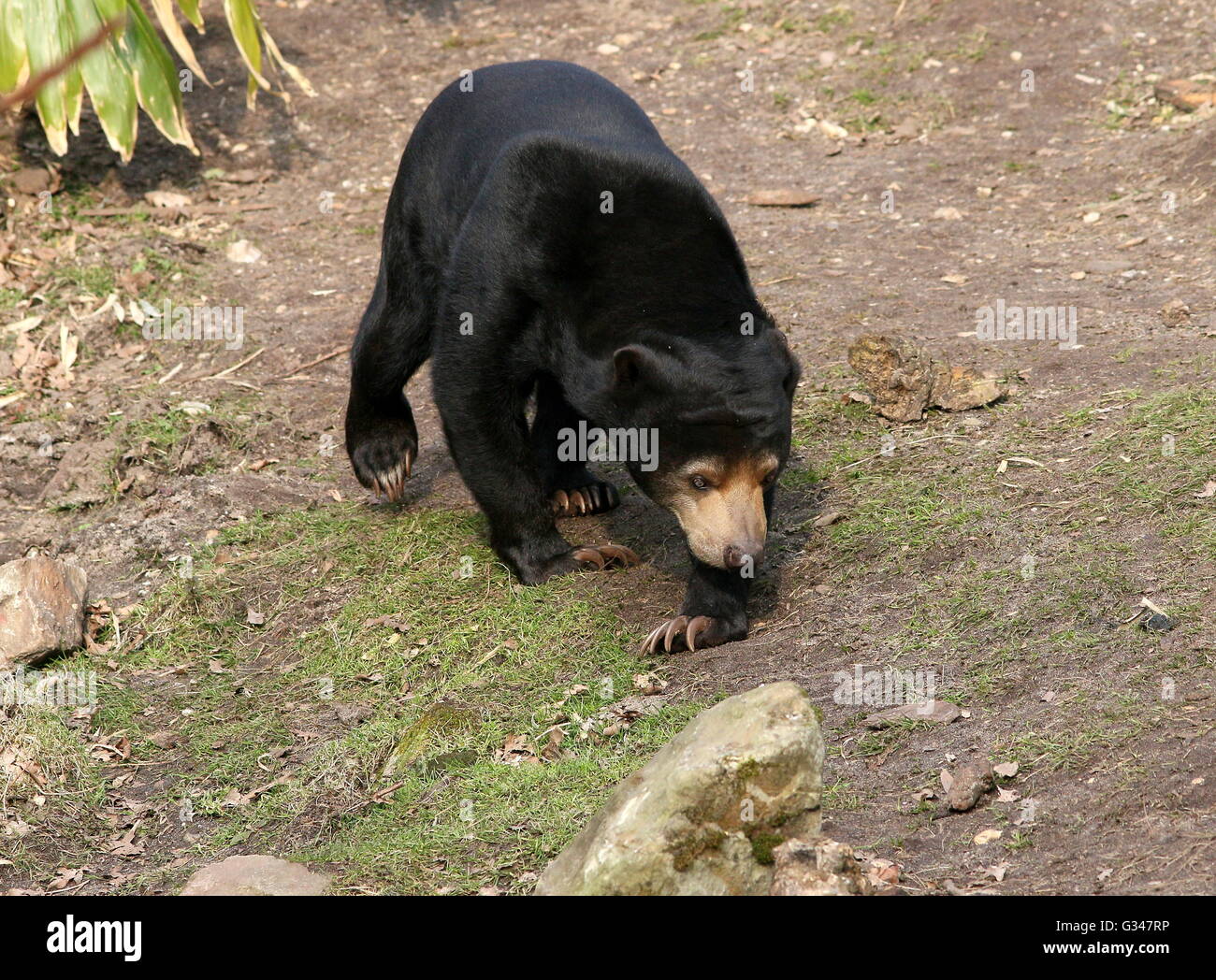 Southeast Asian Sun bear or Honey Bear (Helarctos malayanus Stock Photo