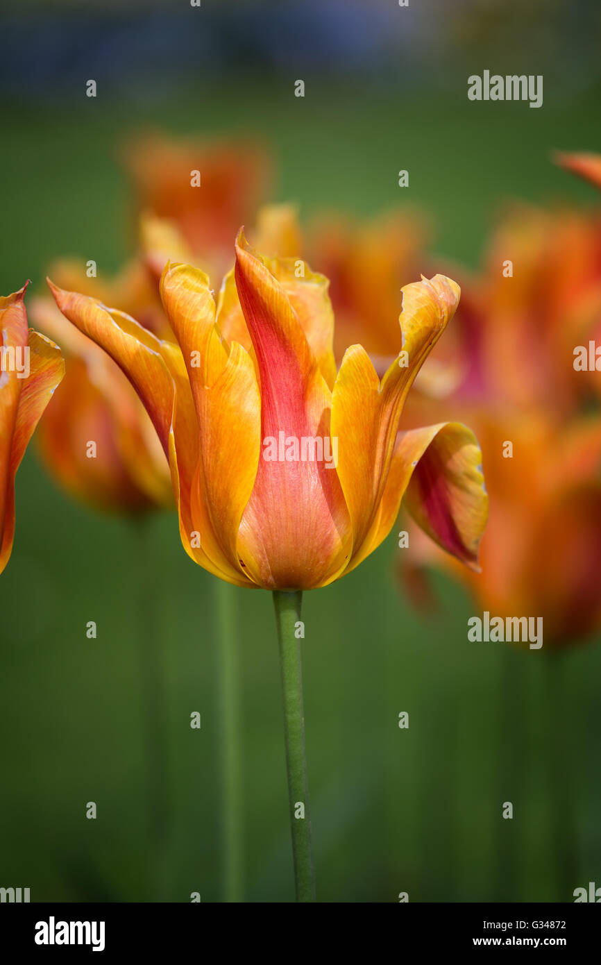 Beautiful yellow tulips in spring Stock Photo - Alamy