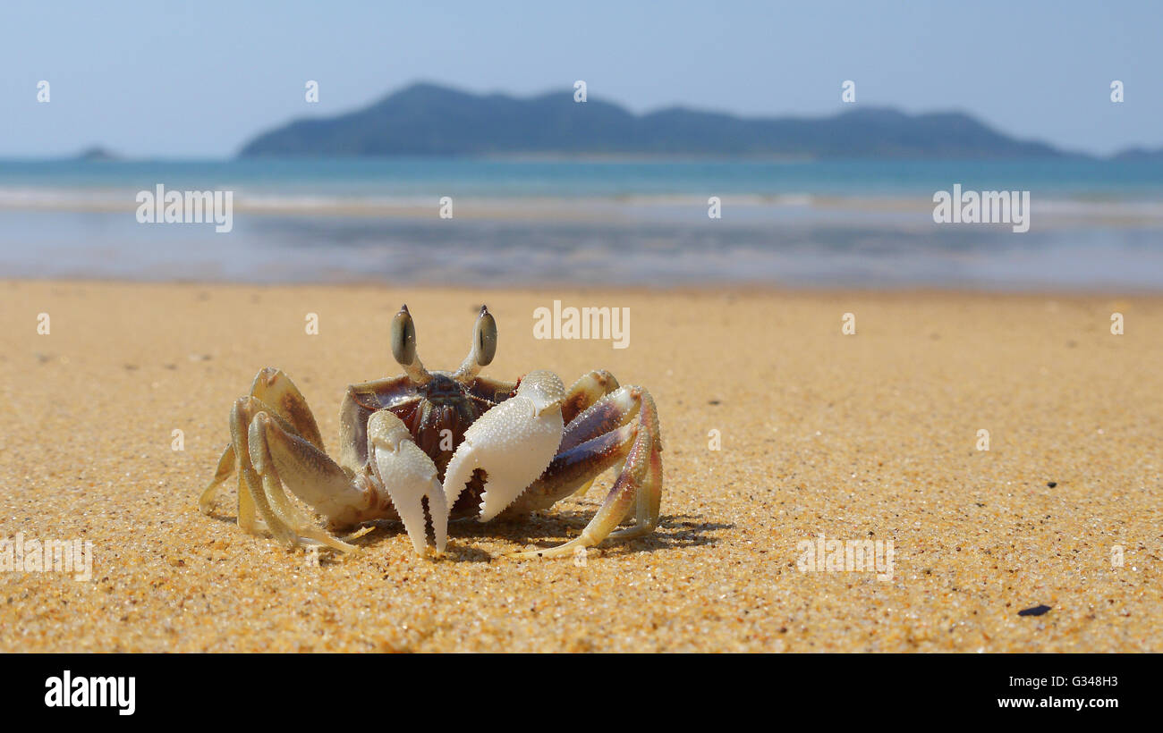 Fiddler crab on Mission Beach, QLD in Australia Stock Photo