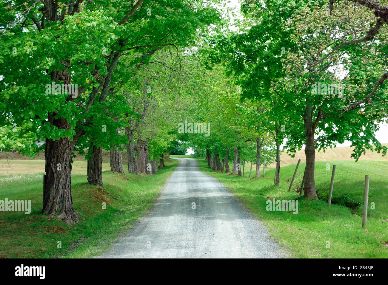 A generic country lane road with fields, fence and trees in spring Stock Photo