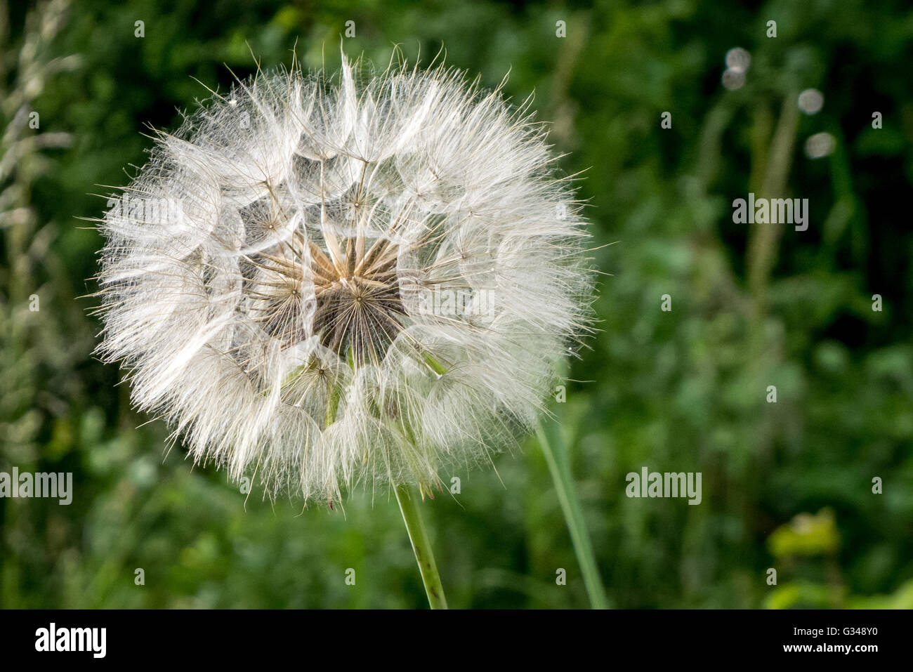 A clock dandelion Stock Photo - Alamy