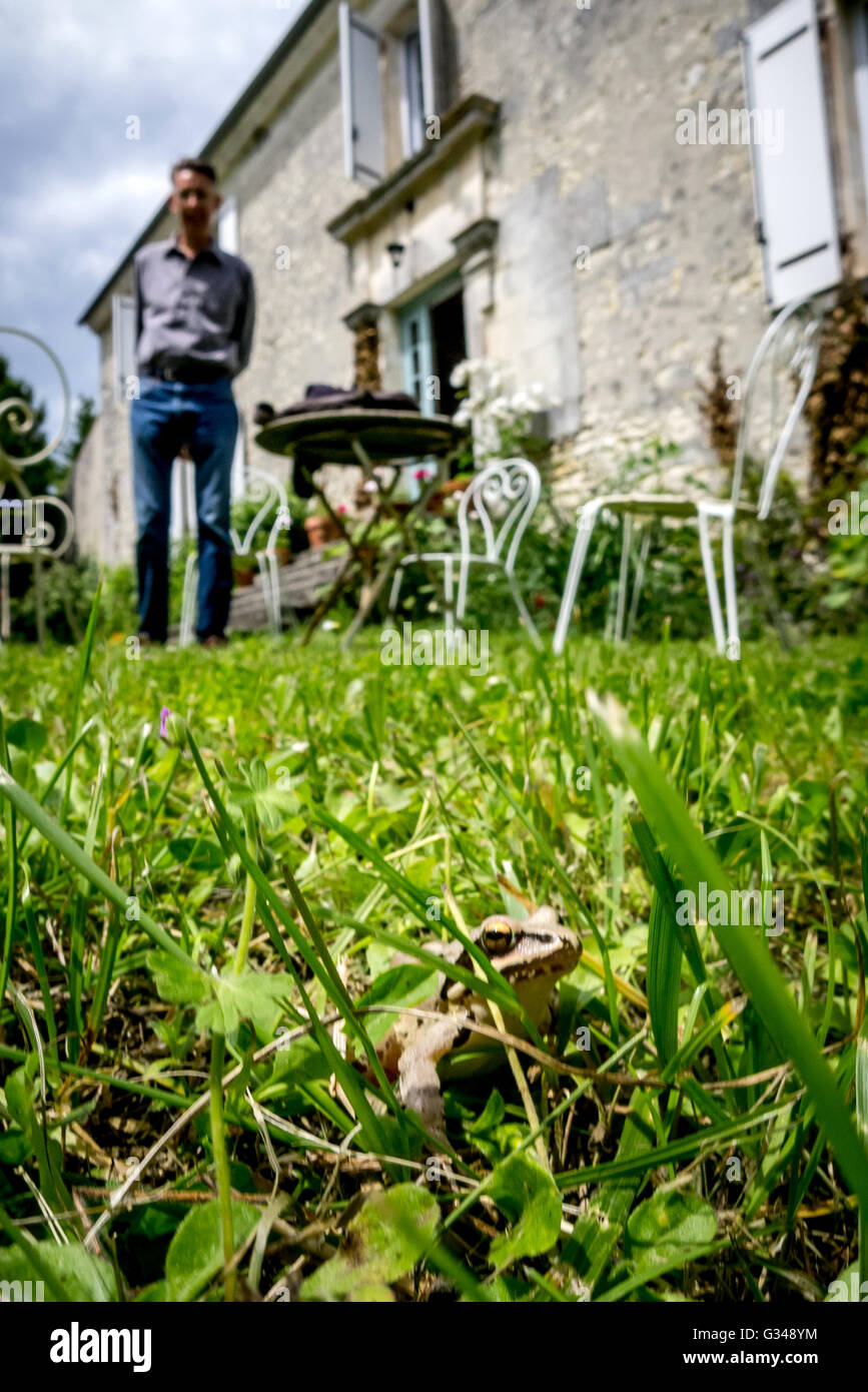 A tiny baby frog hiding in the grass in France. Stock Photo