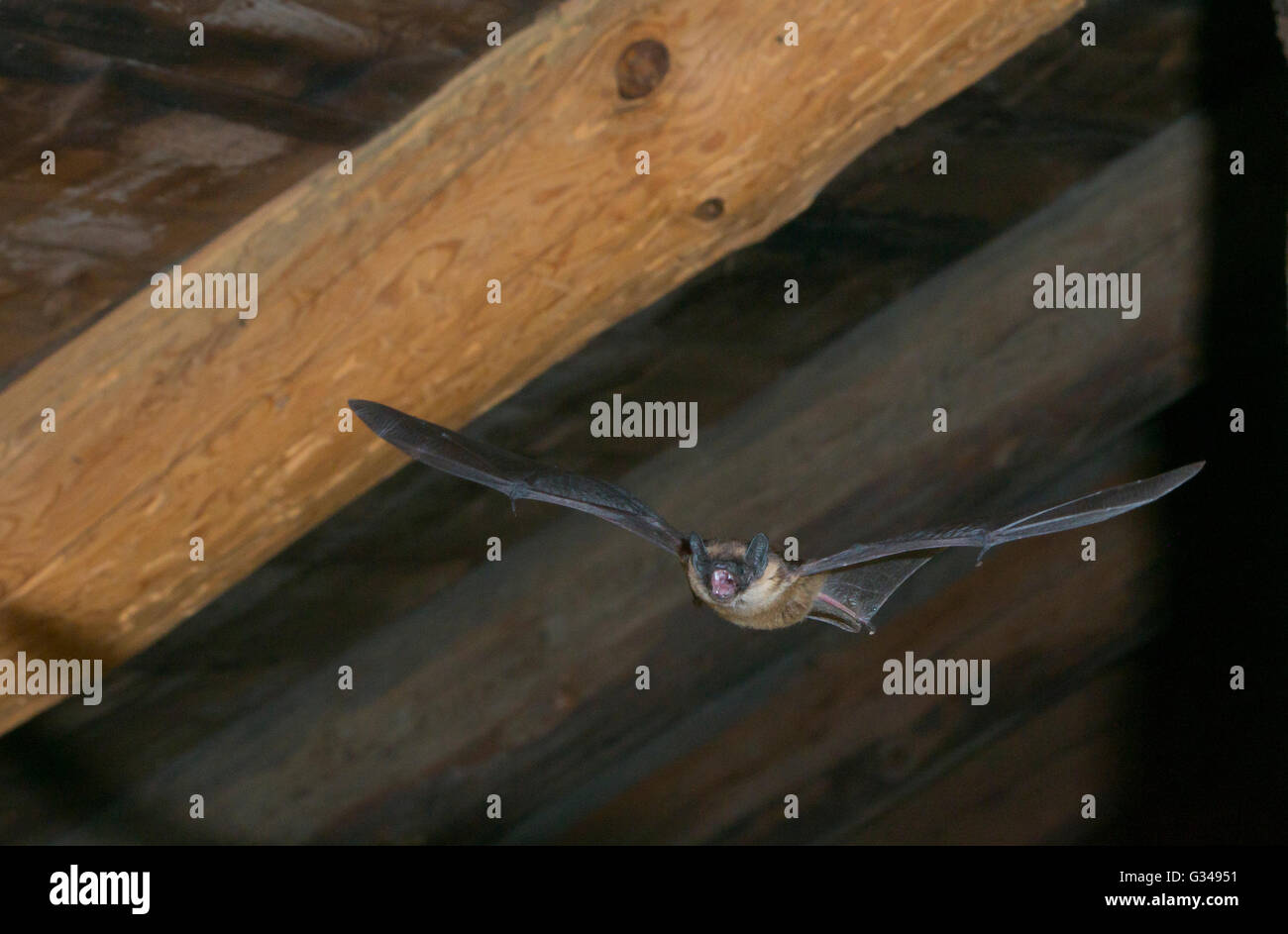 Northern Bat ( Vespertilio nilssoni) flying for insects in the attic of a house with chimney stack Stock Photo