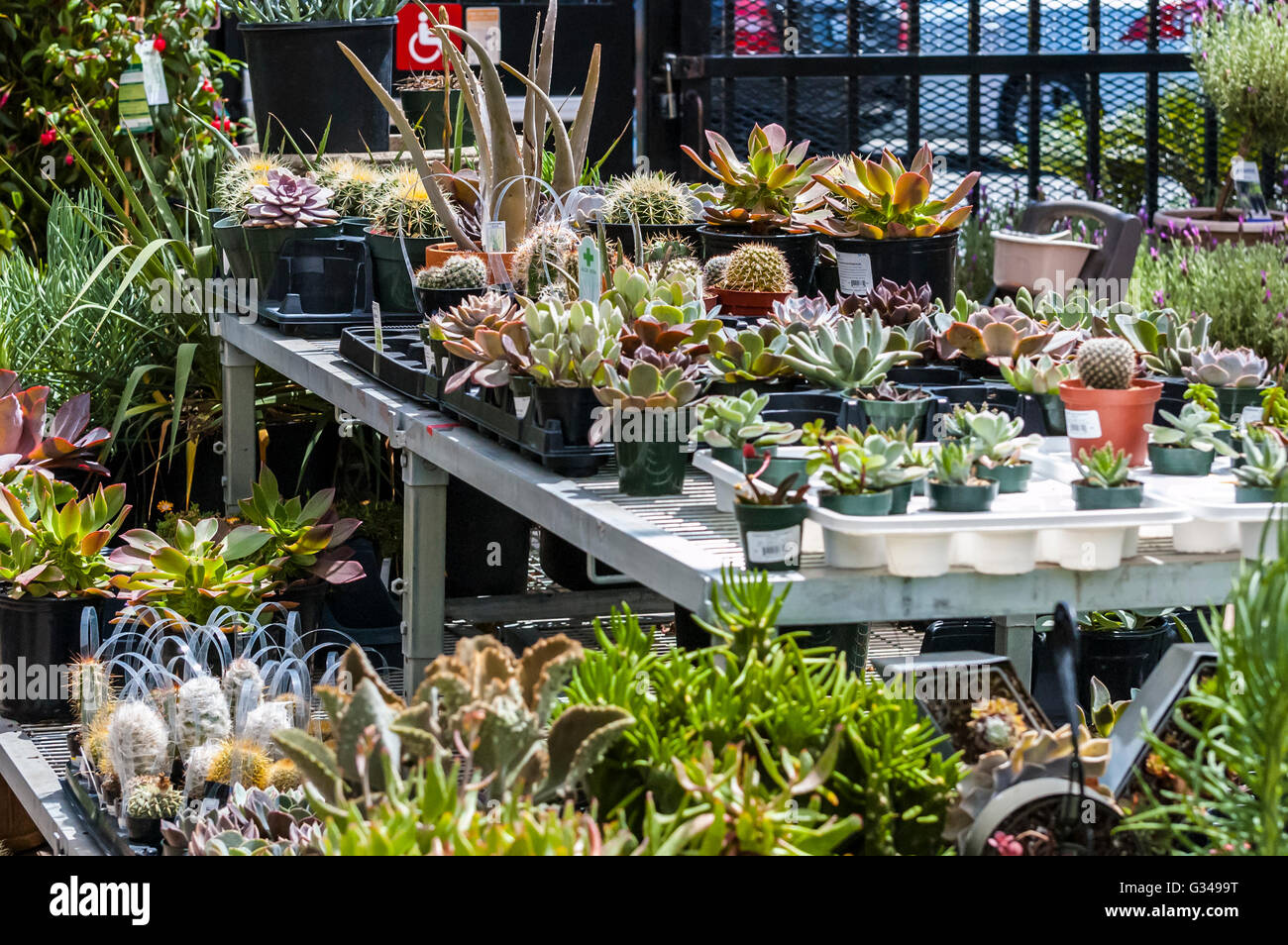 A California stores Garden Department display of plants requiring less