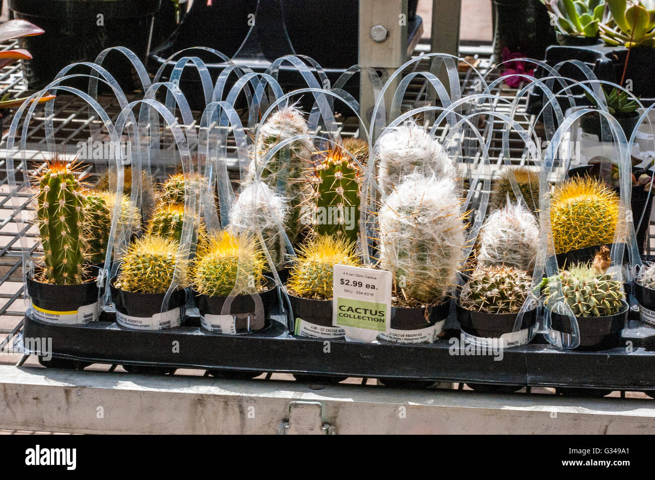 An assortment of Cacti at a California Hardware store's garden department Stock Photo