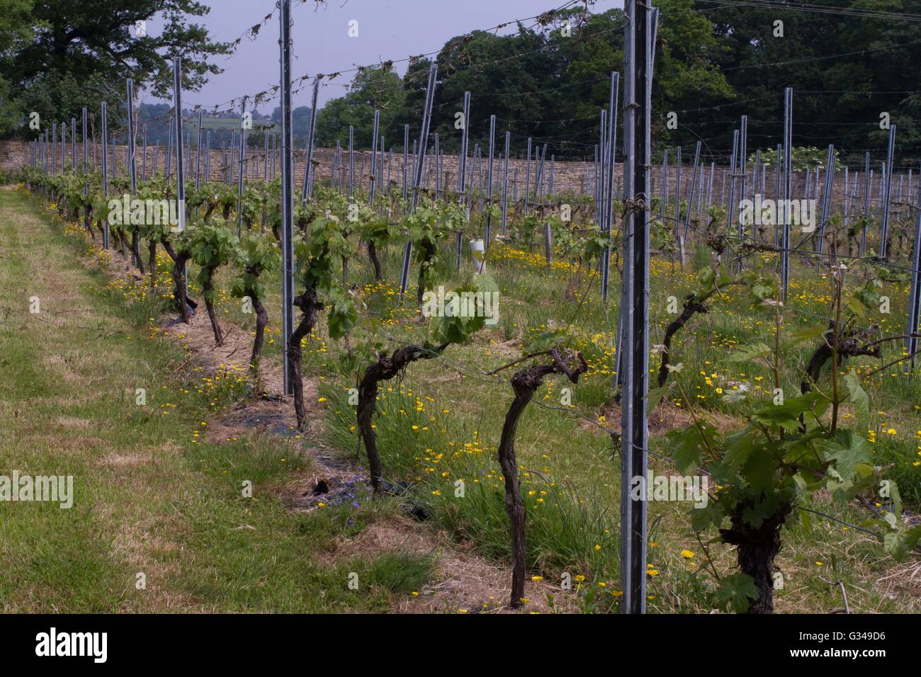 A view of the plantation at the Renishaw Hall vineyard in Sheffield. Stock Photo