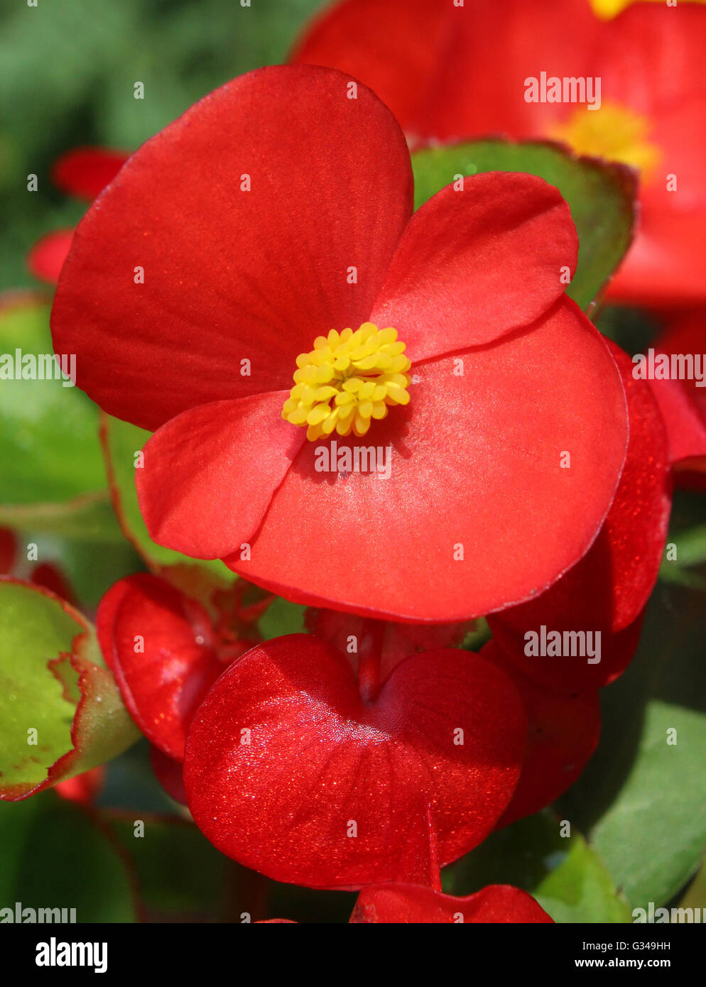 The bright red flower of summer bedding plant Begonia semperflorens, also known as wax begonia. Stock Photo
