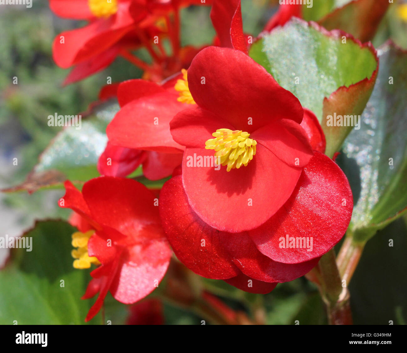 Begonia semperflorens hires stock photography and images Alamy