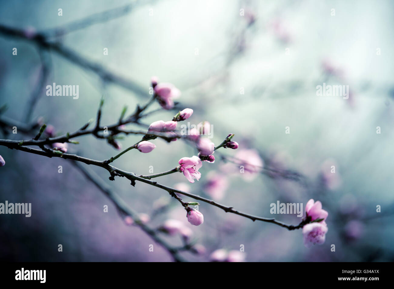 Early cherry blossom hi-res stock photography and images - Alamy