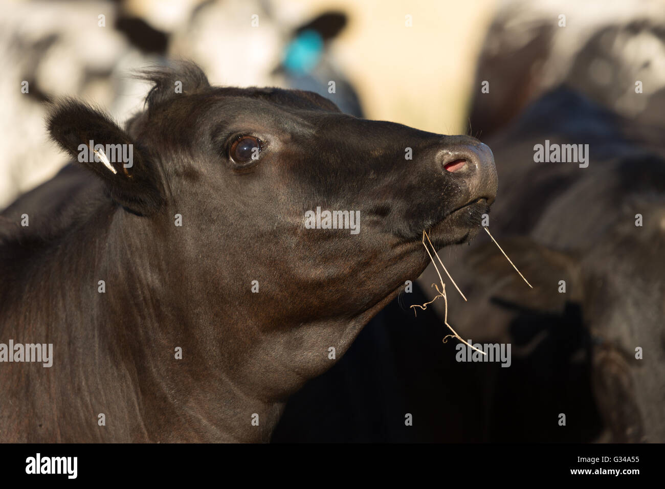 Black angus cow hi-res stock photography and images - Alamy