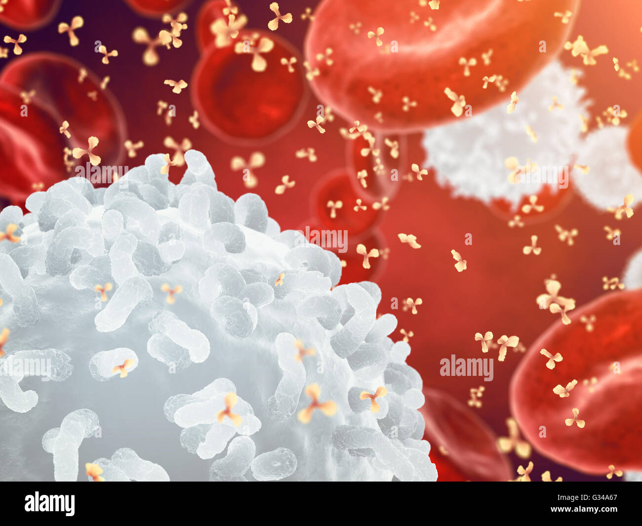 White , red blood cells and antibodies , Leukocytes , Infectious disease , Immune system Stock Photo