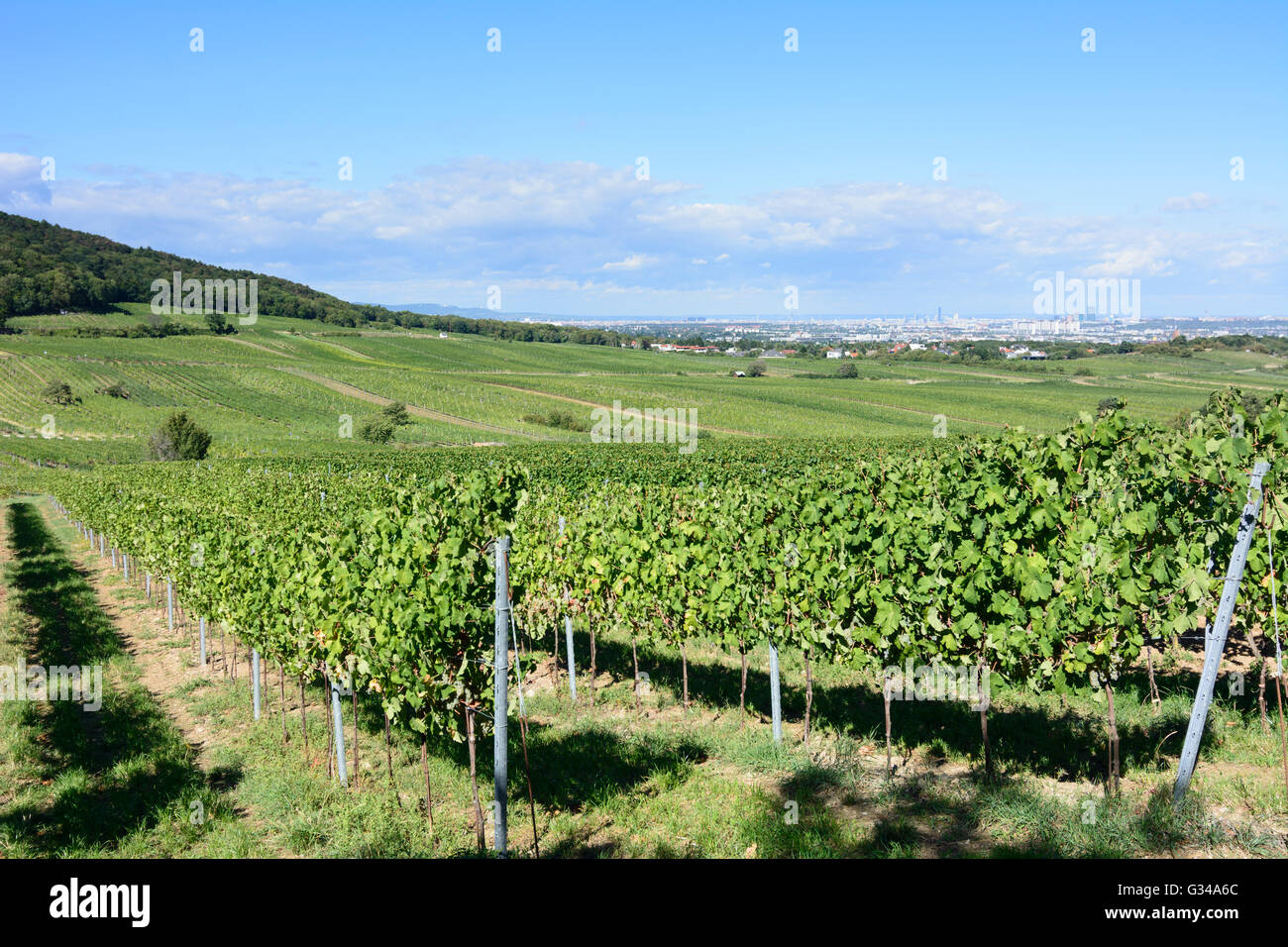 Vineyards near Perchtoldsdorf and views towards Vienna, Austria, Niederösterreich, Lower Austria, Wienerwald, Perchtoldsdorf Stock Photo