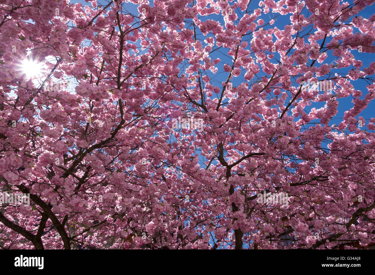 Blooming Japanese Cherry Stock Photo