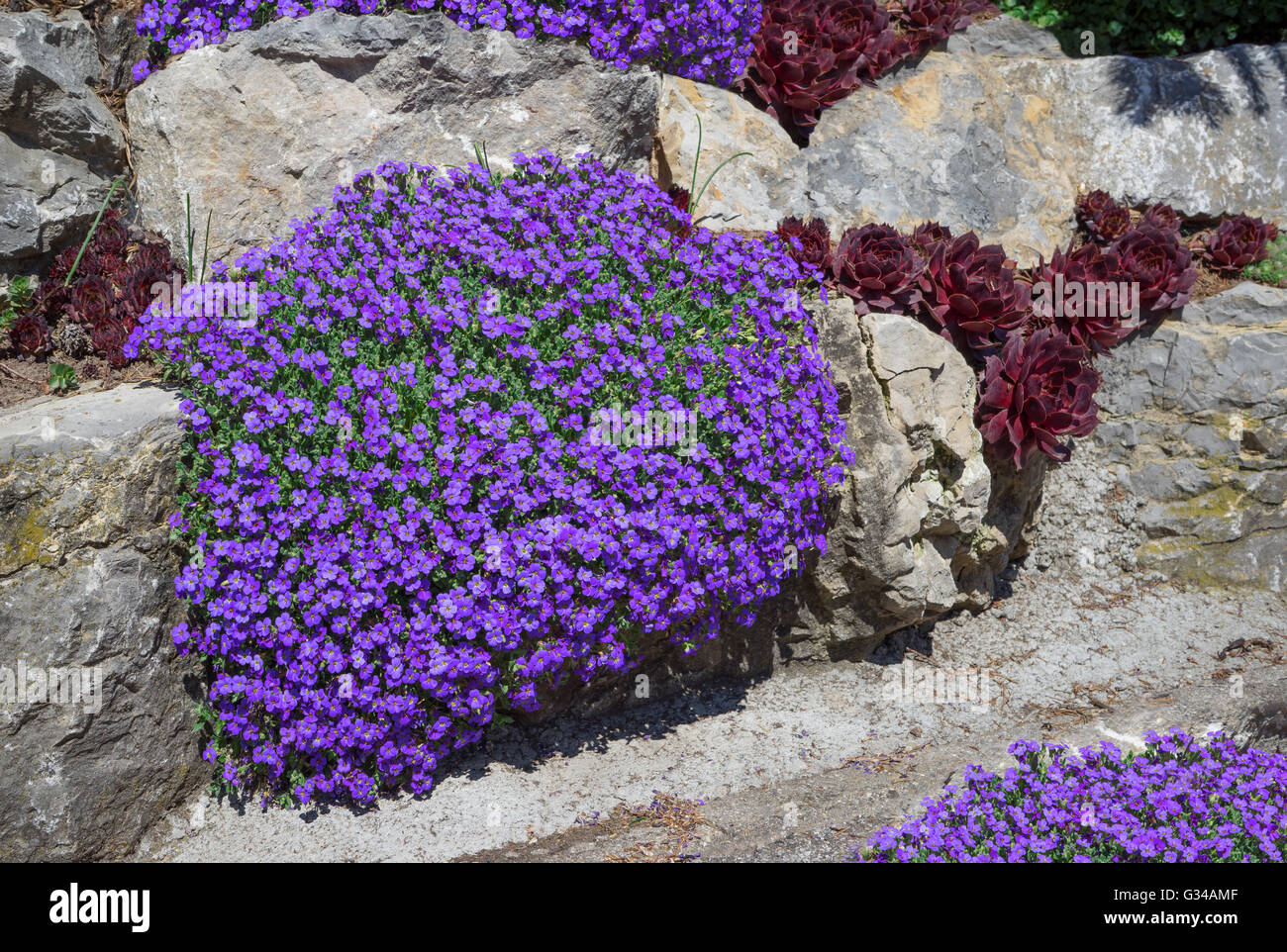 Purple aubrieta in a rock garden Stock Photo