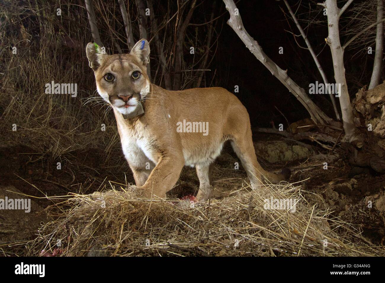 A California female cougar tagged as P-35 is captured on a remote game camera by biologists feasting on a deer kill December 4, 2015 on the eastern end of the Santa Susana Mountains near Camarillo, California Stock Photo