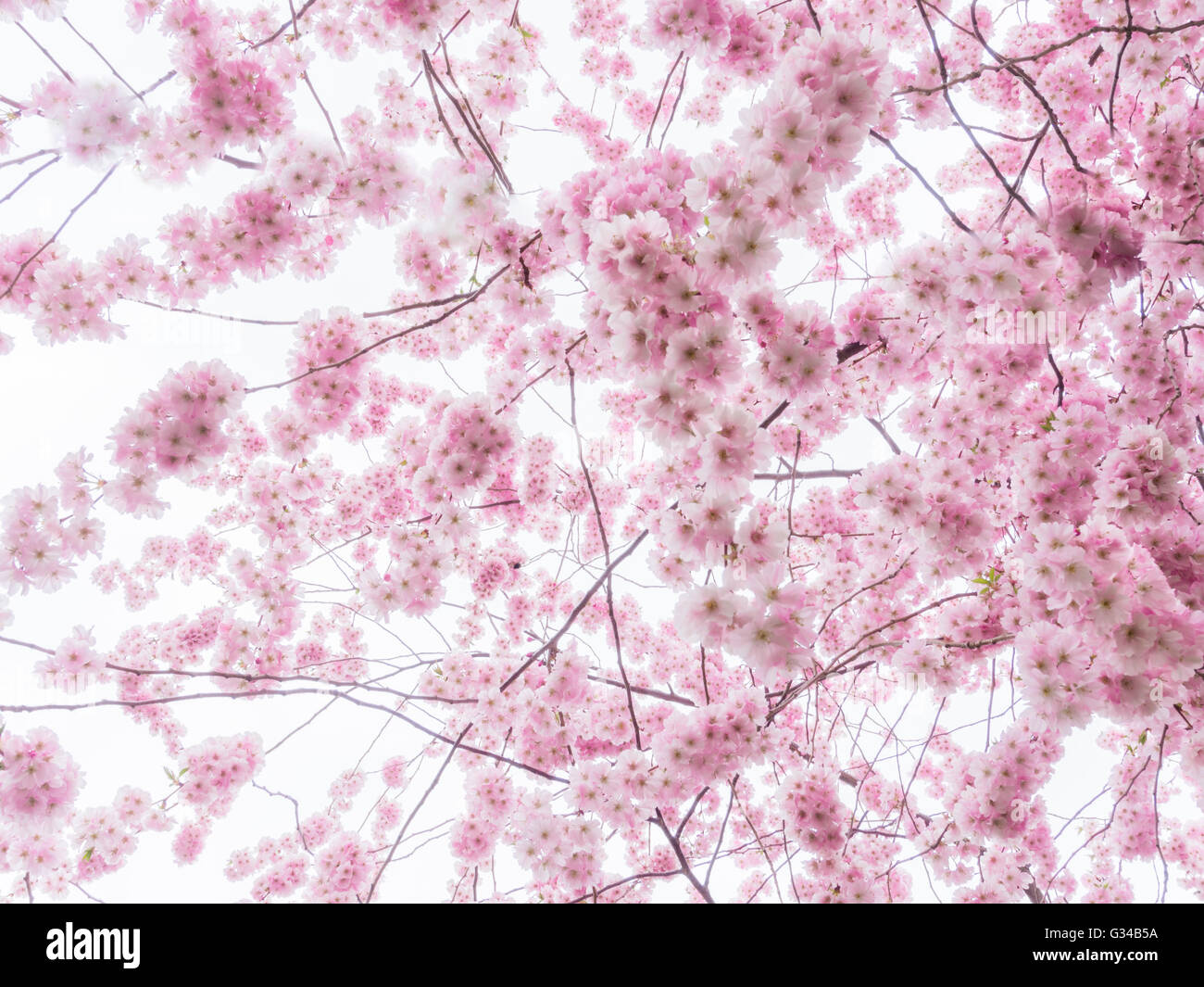 Cherry tree in full blossom, white background Stock Photo