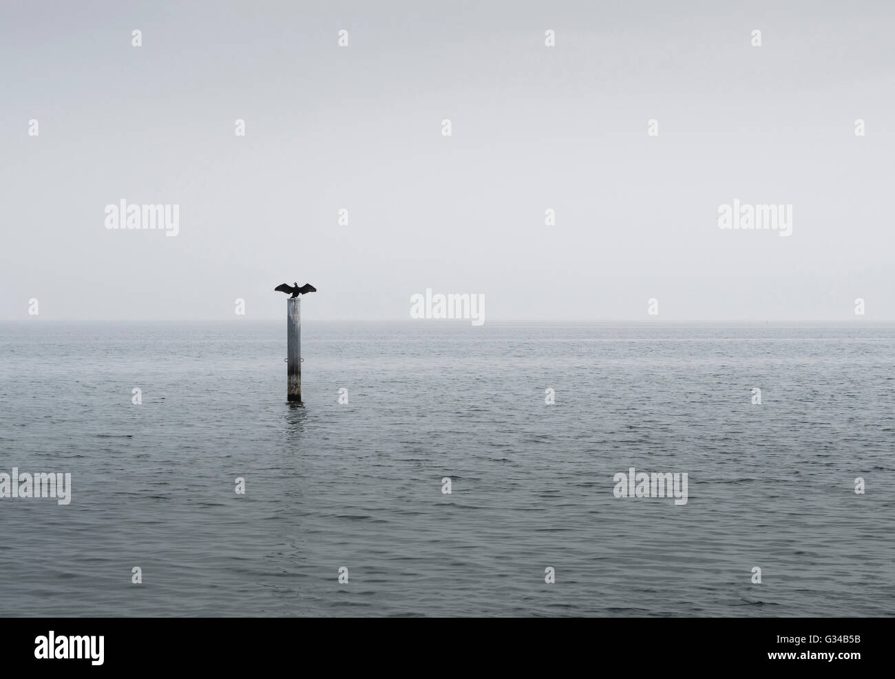 Cormorant with wings spread hi-res stock photography and images - Alamy