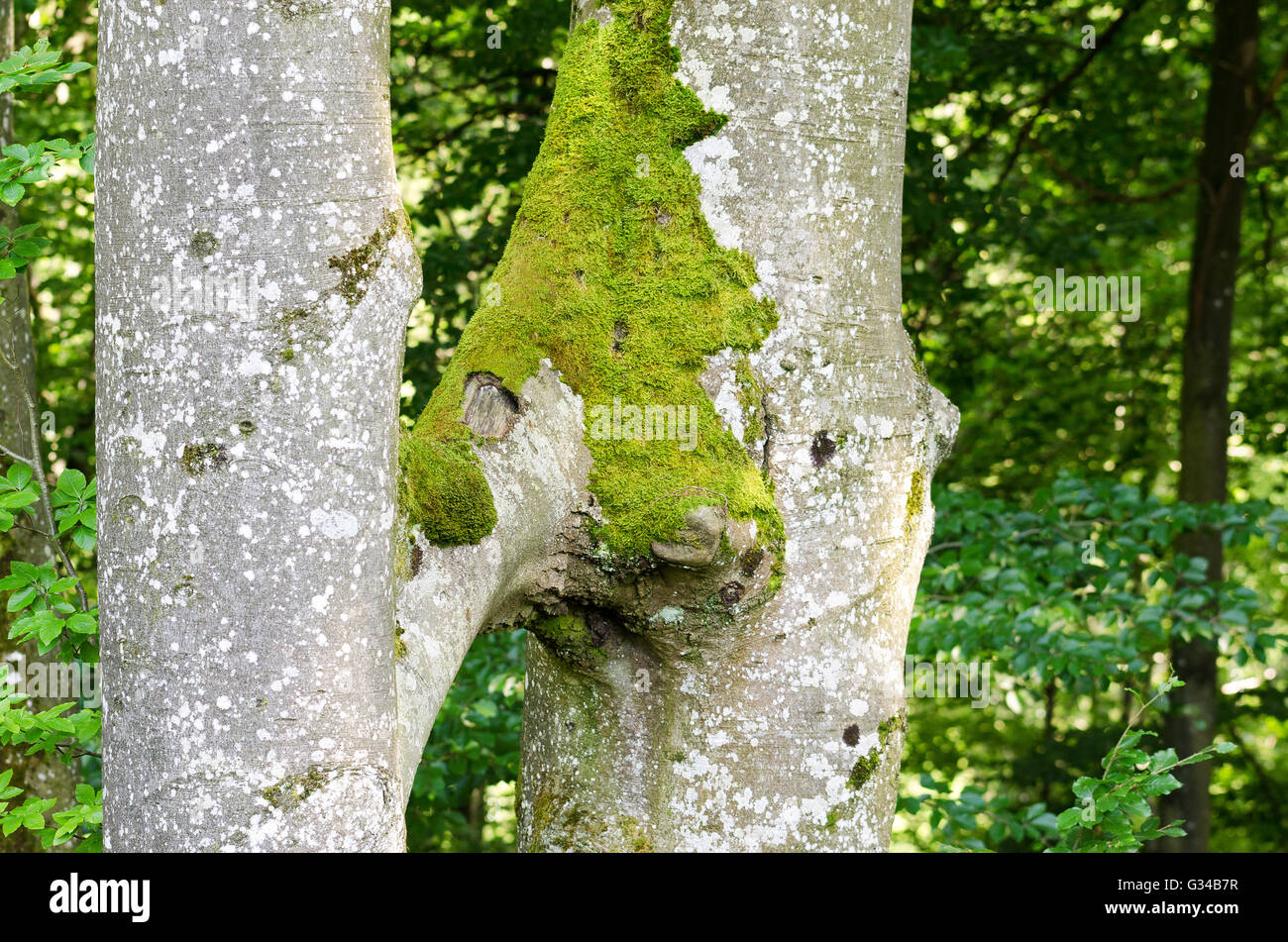 Two beech trees of the same species grow together. This natural phenomenon is called inosculation. Stock Photo
