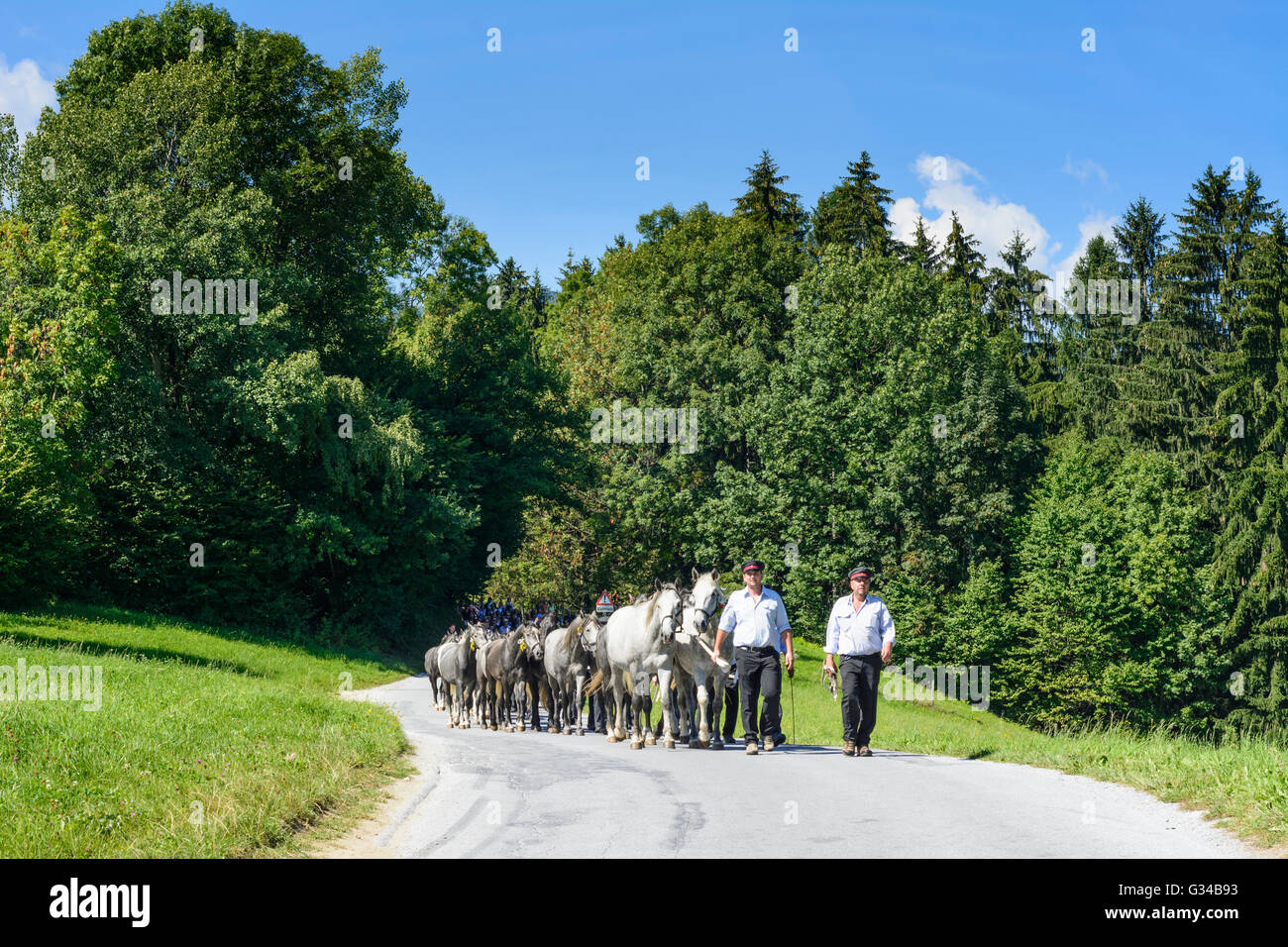 Almabtrieb (drive from the mountain pasture) of the Lipizzaner stallions of Lipizzaner stud Piber, Austria, Steiermark, Styria, Stock Photo