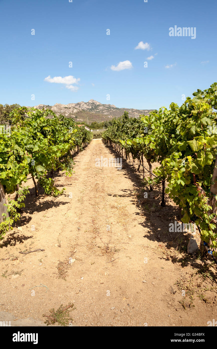 The vineyard, Vigne Surrau, Surrau Vineyard, Arzachena, Sardinia, Italy Stock Photo