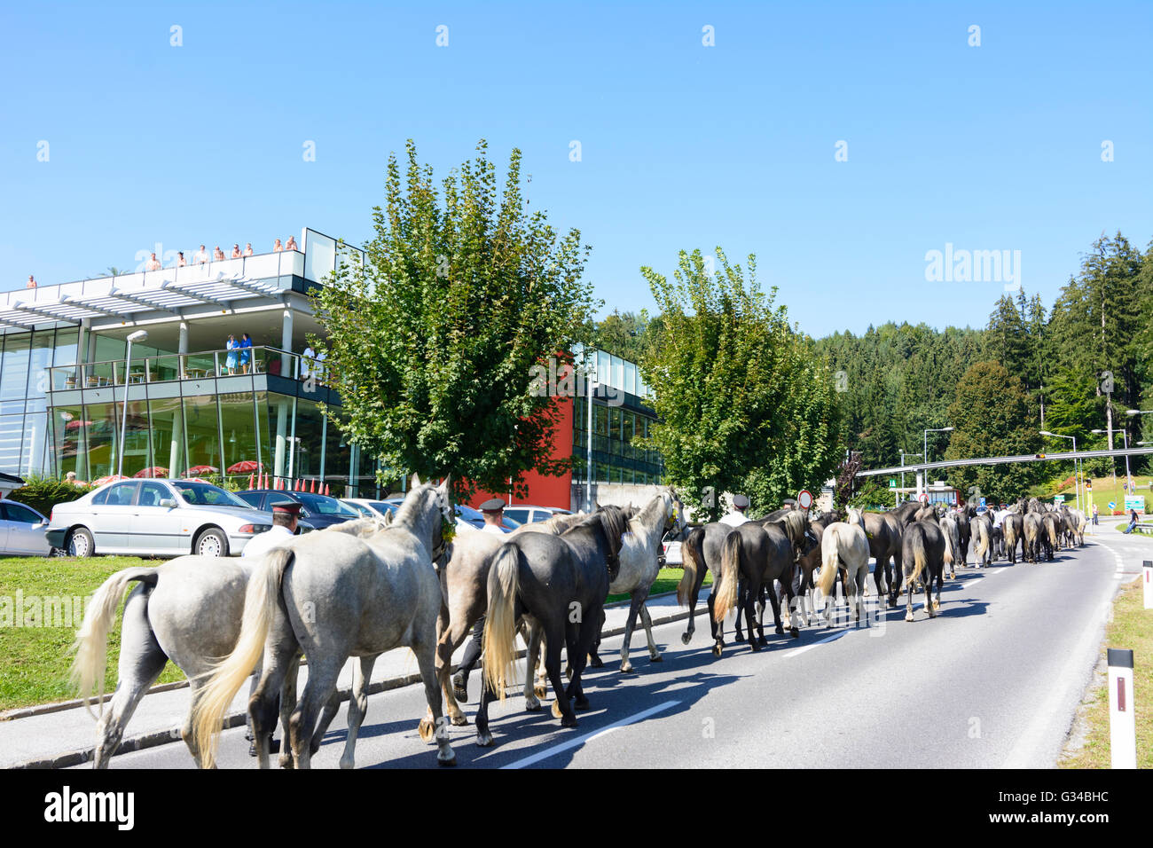 Almabtrieb (drive from the mountain pasture) of the Lipizzaner stallions of Lipizzaner stud Piber, in front of thermal bath Nova Stock Photo