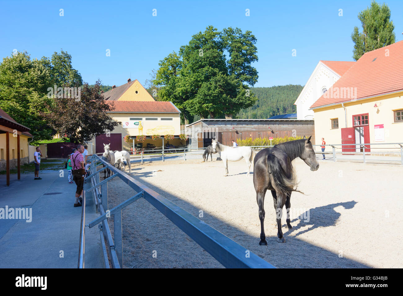lipizzaner stud Piber: Lipizzaner stallions and visitors, Austria, Steiermark, Styria, Südwest-Steiermark, Köflach Stock Photo