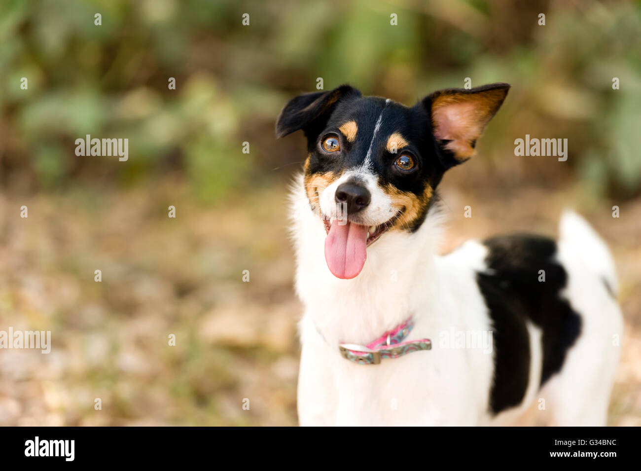Funny dog is a crazy silly looking playful dog making a funny face while enjoying himself outdoors. Stock Photo