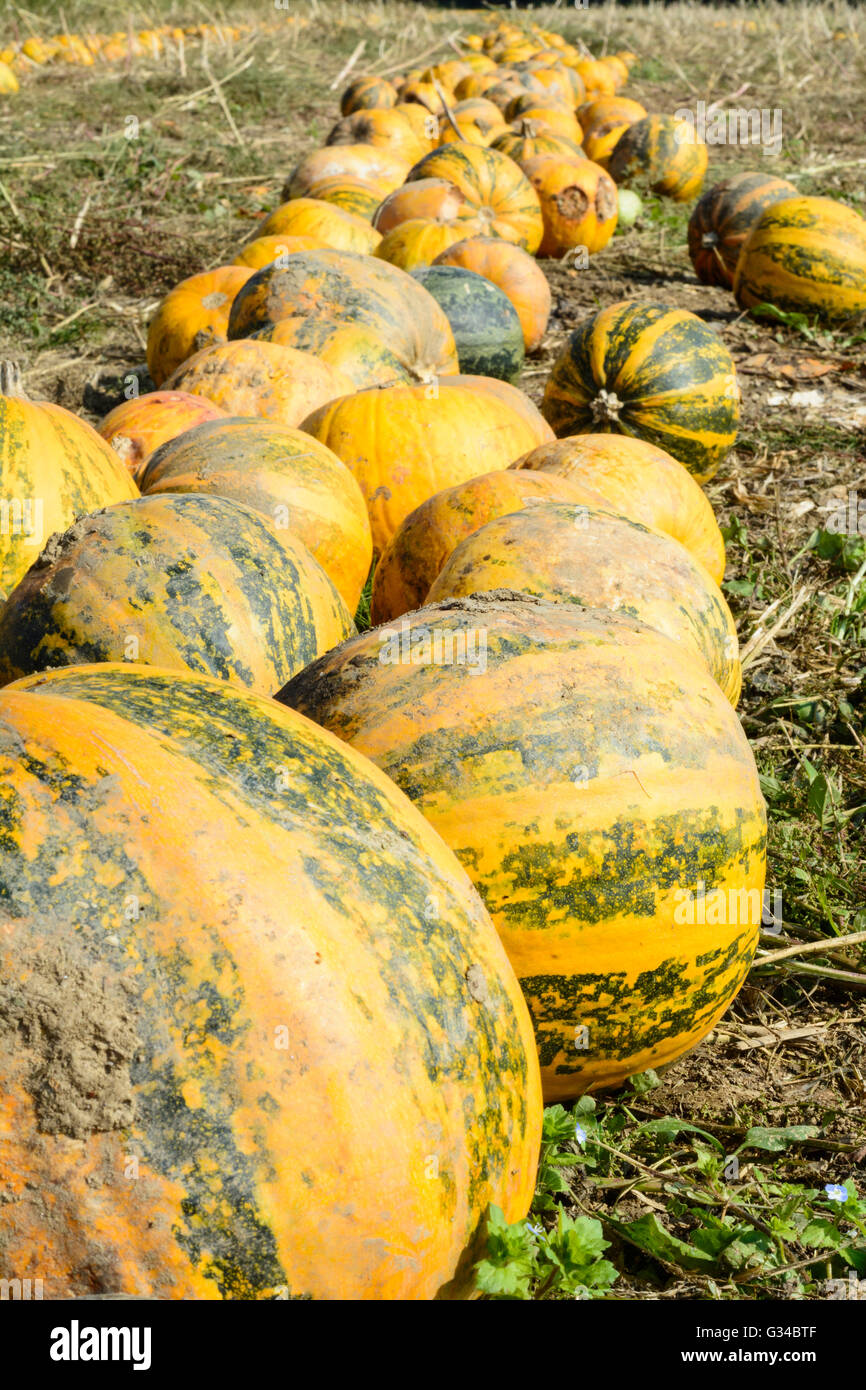 pumpkins strung for harvest, Austria, Steiermark, Styria, Südwest-Steiermark, Söding-Sankt Johann Stock Photo