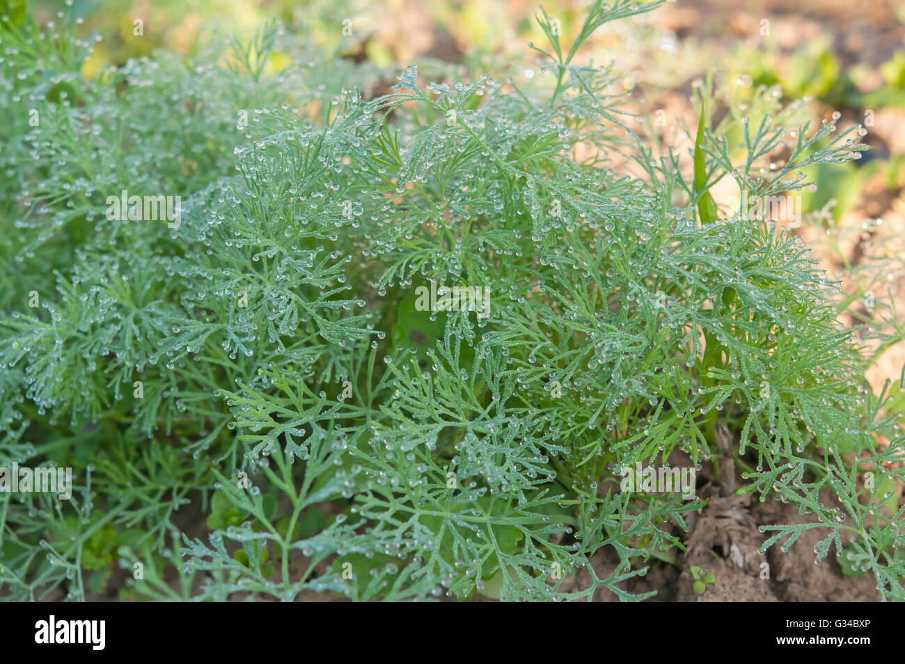 green dill growing on the ground with water drops on it Stock Photo Alamy